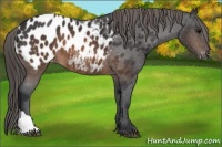 Horse Color:Brown Appaloosa 
