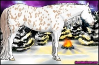 Horse Color:Amber Champagne Appaloosa 