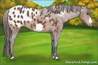 Horse Color:White Spotted Bay Frame Appaloosa