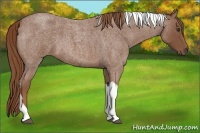 Horse Color:Red Roan Tobiano 