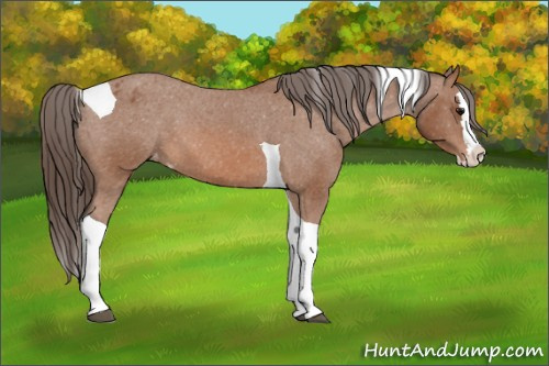 Horse Color: Bay Splash Tobiano Blanket 