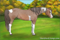 Horse Color:Bay Splash Tobiano Appaloosa 