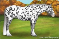 Horse Color:Black Splash Near Leopard 