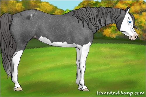 Horse Color: Black Splash Blanket 