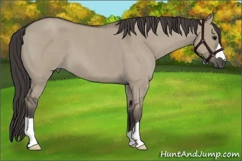 Horse Color: Smoky Grullo Roan 