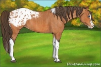 Horse Color:Bay Splash Tobiano Blanket  Brindle