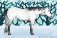 Horse Color:Gray Blue Roan Splash Appaloosa 