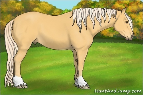 Horse Color:Palomino 