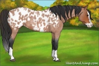 Horse Color:Bay Roan Splash Appaloosa