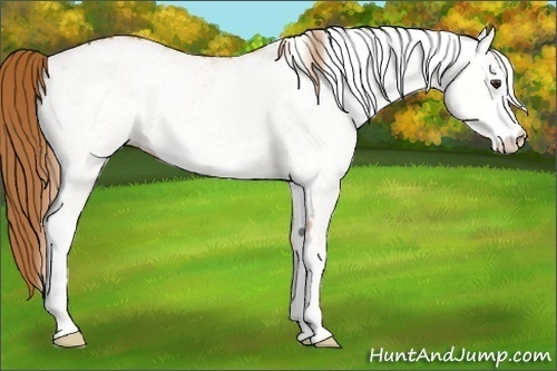 Horse Color: White Spotted Chestnut 