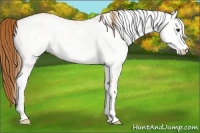 Horse Color:White Spotted Chestnut 