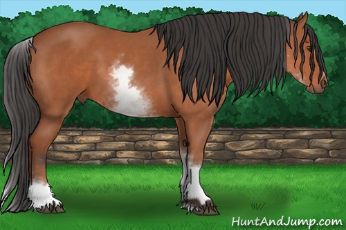 Horse Color:White Spotted Bay Sabino 