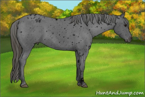 Horse Color: ERROR: UNKNOWN ANOMALY