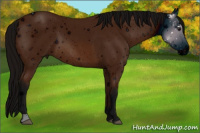 Horse Color:ERROR: UNKNOWN ANOMALY