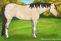 Horse Color:Buckskin Ice Dun 