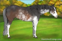 Horse Color:Brown Sabino Splash Rabicano 