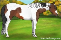 Horse Color:Bay Tobiano 