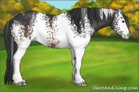Horse Color:White Spotted Brown 
