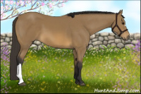 Horse Color:Buckskin 
