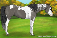 Horse Color:Grullo Splash Tobiano 