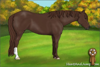 Horse Color:Gray Chestnut 