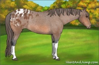 Horse Color:Bay Appaloosa Rabicano 