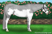 Horse Color:Black Splash Frame Varnish 