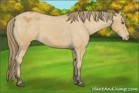 Horse Color:Buckskin Appaloosa 