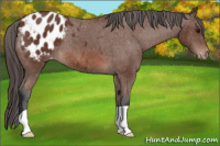 Horse Color:Bay Appaloosa 