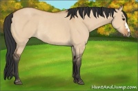 Horse Color:Bay Dun Rabicano 