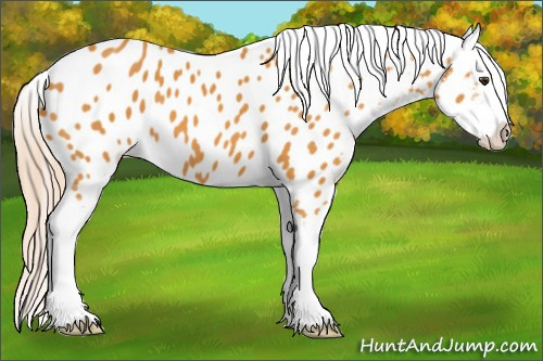 Horse Color:Palomino Appaloosa 