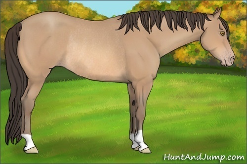 Horse Color:Amber Champagne Rabicano 