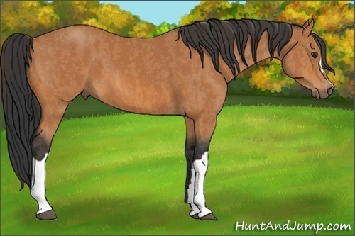 Horse Color:Bay  Brindle