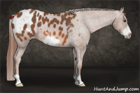 Horse Color:Liver Chestnut Frame Appaloosa 