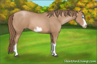 Horse Color:Black Pearl Splash Frame