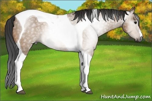Horse Color:Gray Bay Dun Tobiano 