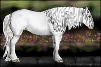 Horse Color:White Spotted Silver Blue Roan Near Leopard 