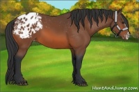 Horse Color:Bay Appaloosa 