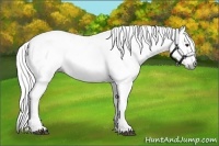 Horse Color:Gray Bay Appaloosa 