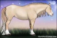 Horse Color:Red Dun Pearl Splash