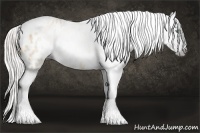 Horse Color:Gray Silver Amber Cream Champagne Roan Dun Splash Tobiano Frame Near Leopard Rabicano 