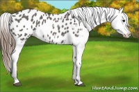 Horse Color:Grullo Appaloosa