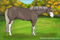 Horse Color:Silver Brown Sabino 
