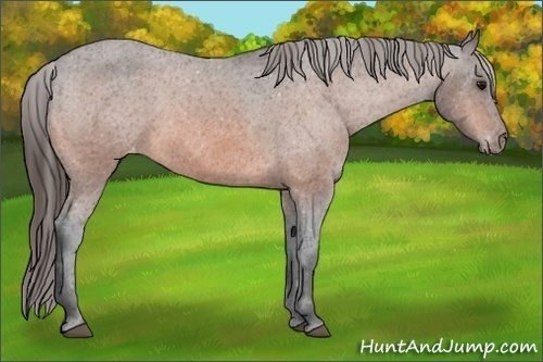 Horse Color: Bay Varnish 