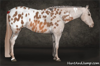 Horse Color:White Spotted Liver Chestnut Appaloosa