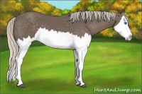 Horse Color:Silver Black Splash 