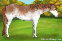Horse Color:White Spotted Chestnut 