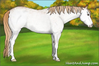 Horse Color:White Spotted Chestnut 