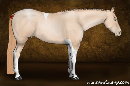 Horse Color:Gold Champagne Pearl Tobiano
