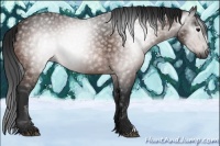 Horse Color:Gray Bay Rabicano